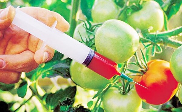 Как отличить ГМО продукты от настоящих