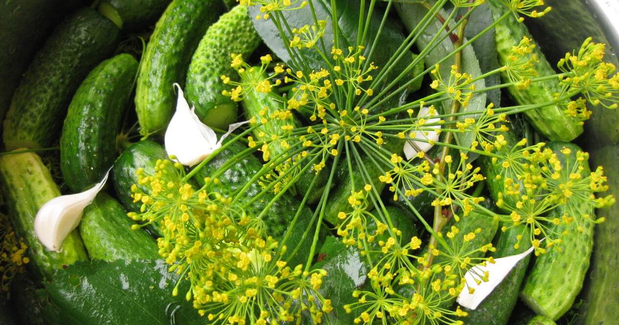 Малосольные огурцы