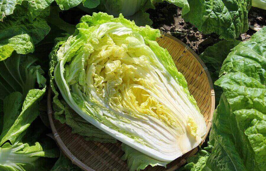 Пекинская капуста