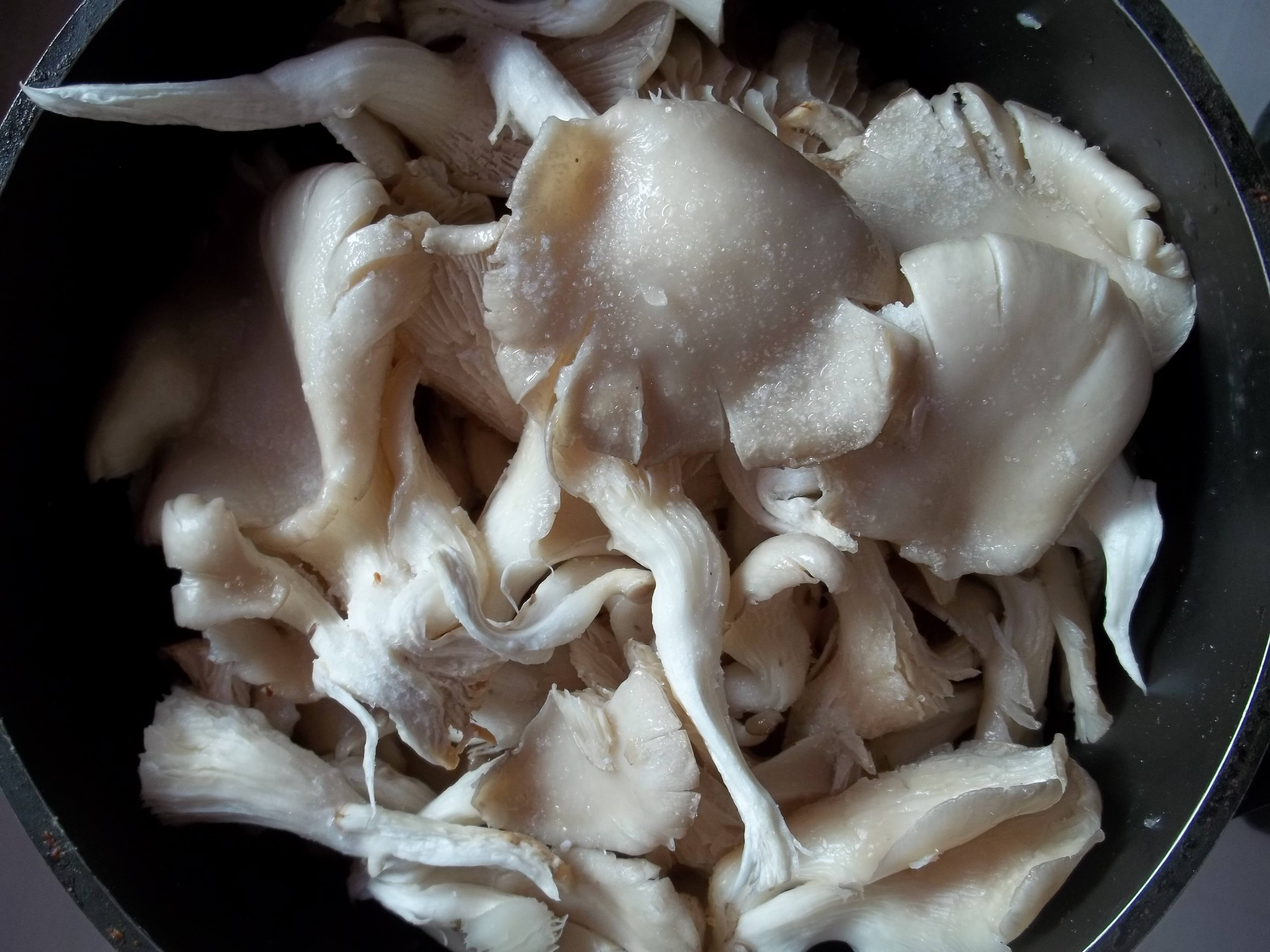 Вешенка — ценный съедобный гриб с целебными свойствами • Статьи • эталон62.рф