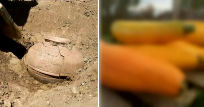 Археологи нашли семена 800-летней давности
