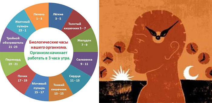 Схема циркадного ритма человека биологические часы и примерный суточный ритм органов