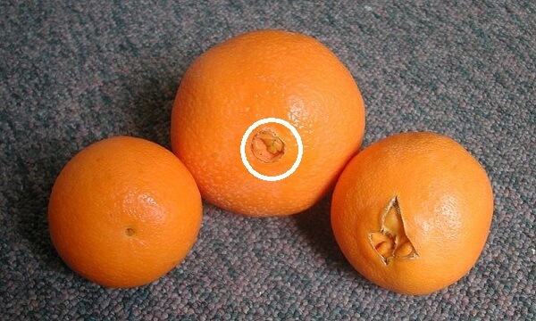 Как правильно выбрать сладкие апельсины