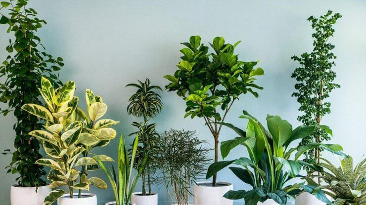 Правильная подкормка для комнатных растений