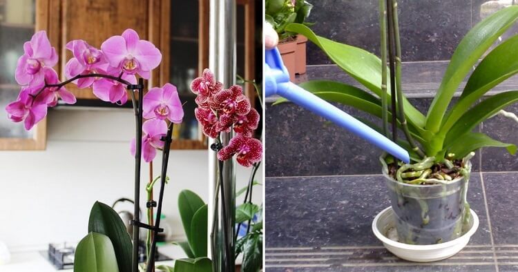 Уход и удобрение для орхидей